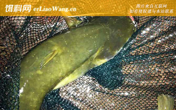 鲶鱼:生活习性