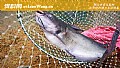 钓鲶鱼打窝技巧及钓法