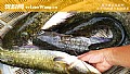 钓鲶鱼怎么选择位置?