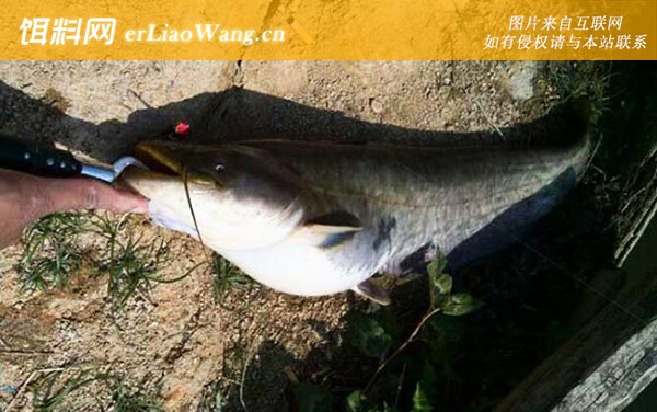 钓鲶鱼:钓具搭配