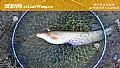 《钓鲶鱼用猪肝还是泥鳅？》封面图