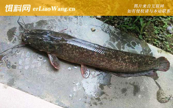 钓鲶鱼:钓具搭配