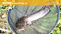《野生鲶鱼用什么鱼饵最好钓？》封面图