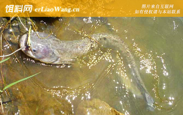 鲶鱼:打窝诱鱼