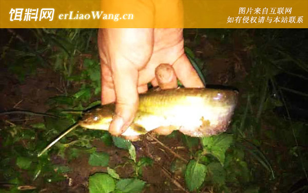 土鲶鱼:饵料选用