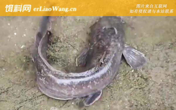 钓鲶鱼:打窝时间