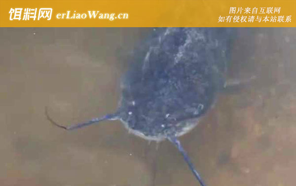 钓胡子鲶:最佳时间