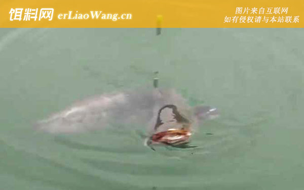 钓胡子鲶:饵料选用