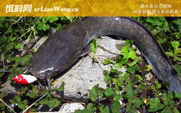 钓鲶鱼:饵料选用