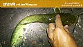 夜钓鲶鱼几点到几点最好?