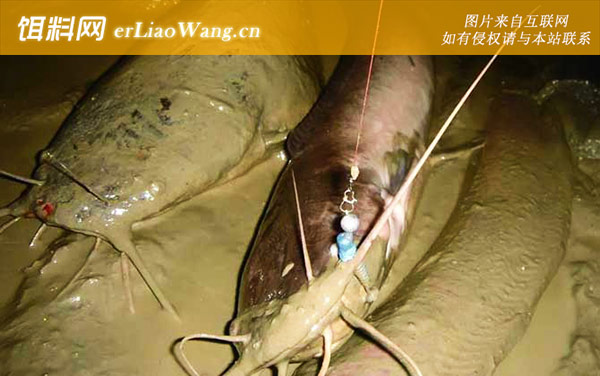 夜钓鲶鱼:钓法技巧