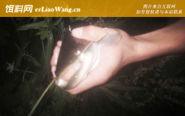 夜钓鲶鱼:注意事项