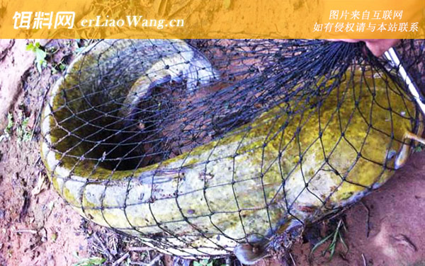 路亚鲶鱼:操竿手法