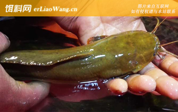 路亚鲶鱼白天好还是晚上好-最适天气