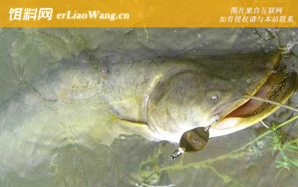 路亚鲶鱼:作钓技巧
