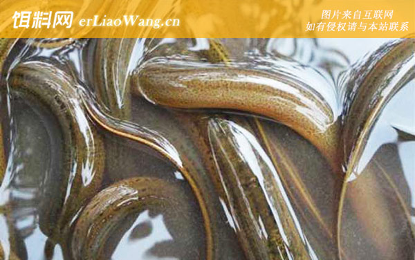 黑鱼:黄鳝(鳝鱼长鱼)