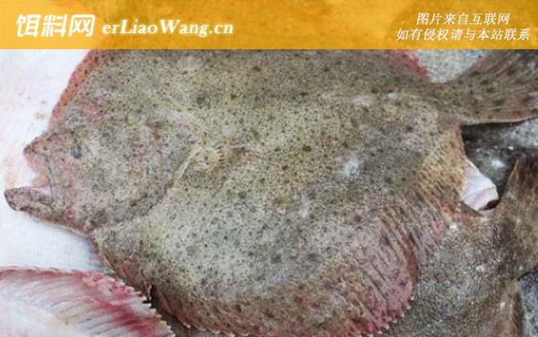 鲈鱼:多宝鱼(大菱鲆比目鱼)