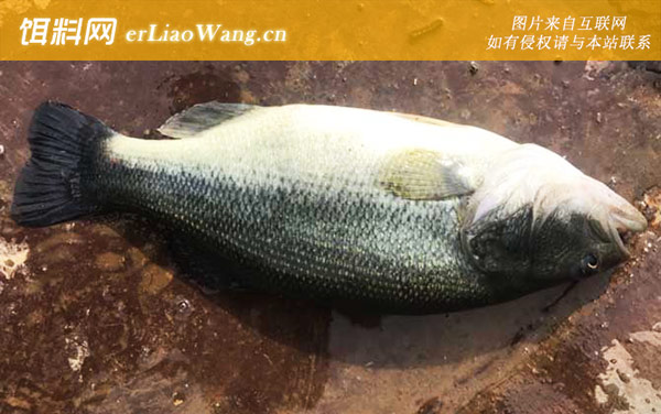 常见的鱼名字及图片大全-鲈鱼(花鲈七星鲈)