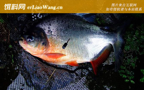 带鱼:鲳鱼(淡水白鲳红鲳鱼)