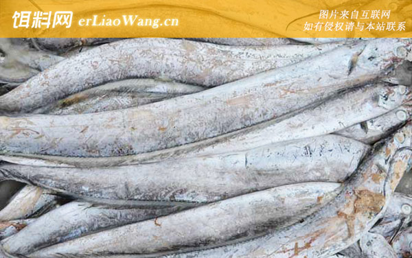 黄颡鱼:带鱼(肥带牙带鱼)