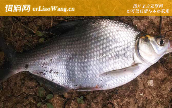 常见的鱼名字及图片大全-鳊鱼(长身鳊长春鳊)