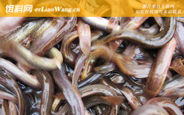 常见的鱼名字及图片大全-泥鳅(鱼鳅鳅鱼)