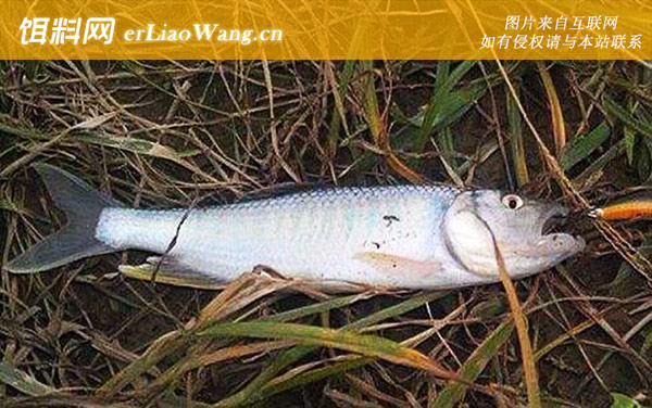 中国十大最干净的鱼排行榜-马口鱼