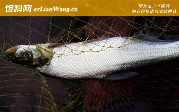 中国十大最干净的鱼排行榜-翘嘴鱼