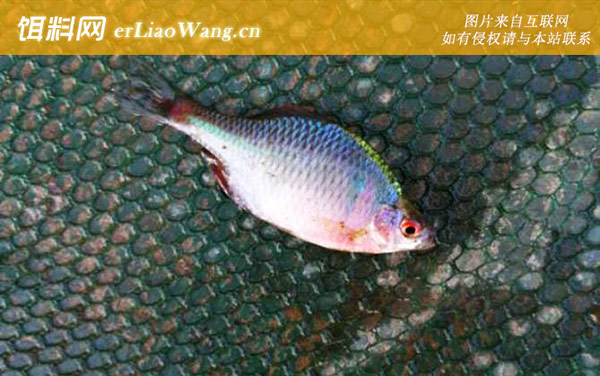 中国十大最干净的鱼排行榜-鳑鲏鱼