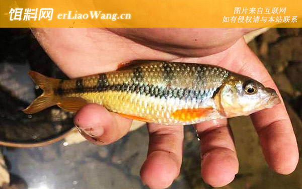 中国十大最干净的鱼排行榜-光唇鱼