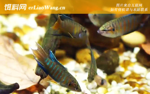 12种最适合懒人养的观赏鱼-中国斗鱼
