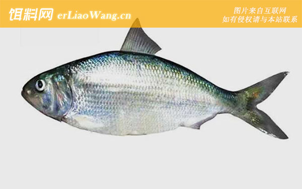 松江鲈鱼:鲥鱼