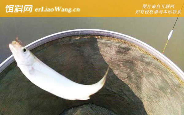 麦穗鱼:白条鱼