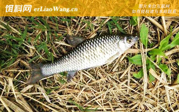 鳊鱼:麦穗鱼