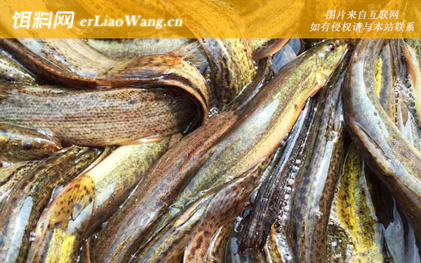 中国最好吃的淡水鱼排名-泥鳅