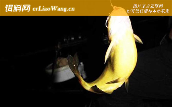 中国最好吃的淡水鱼排名-黄颡鱼