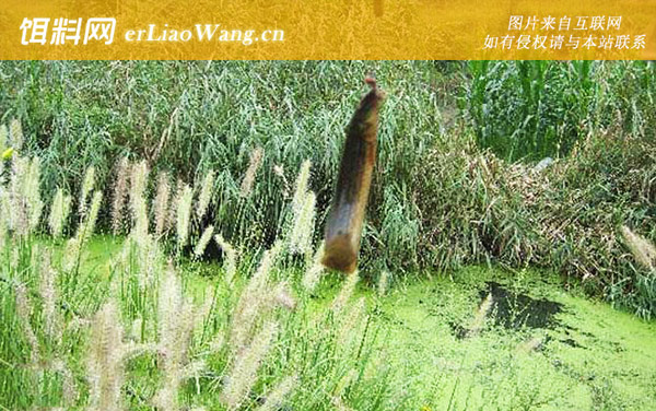 小溪鱼品种及图片大全-泥鳅