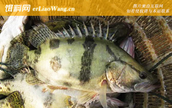 最适合孩子吃的八种鱼-鳜鱼