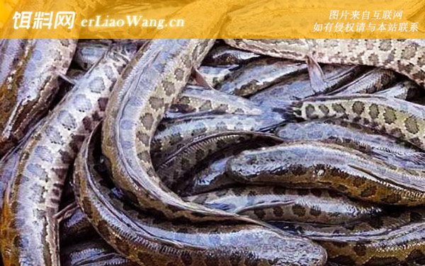 最适合孩子吃的八种鱼-黑鱼