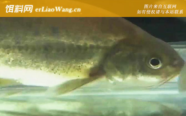 金线鲃:分布范围