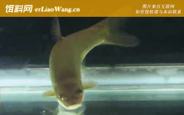 金线鲃:生活习性