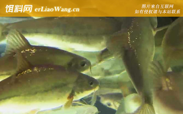 金线鲃:代表物种