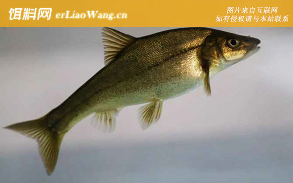 滇池金线鲃:分布范围