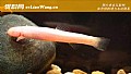 《紫色金线鲃是什么鱼?》封面图