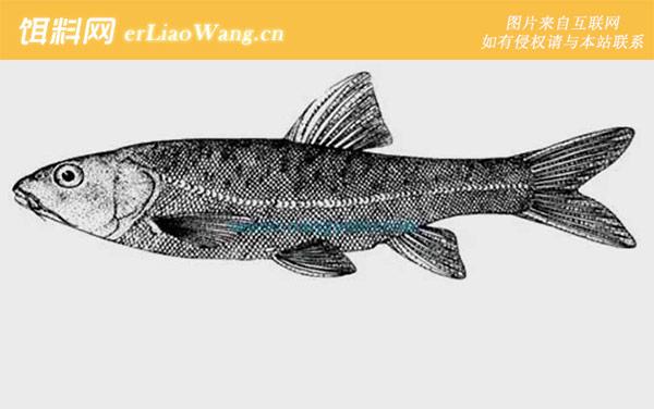 紫色金线鲃:生活习性