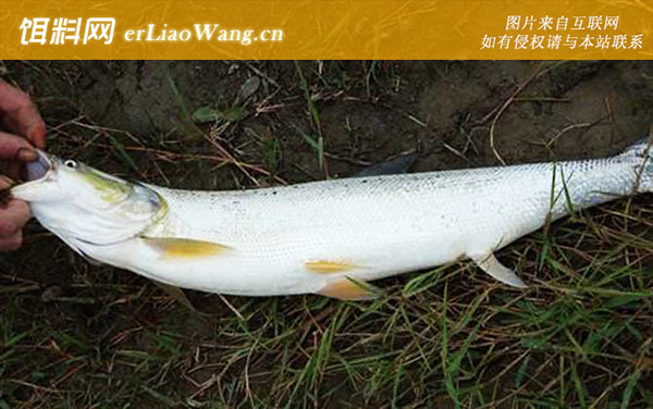 大白鱼:生活习性