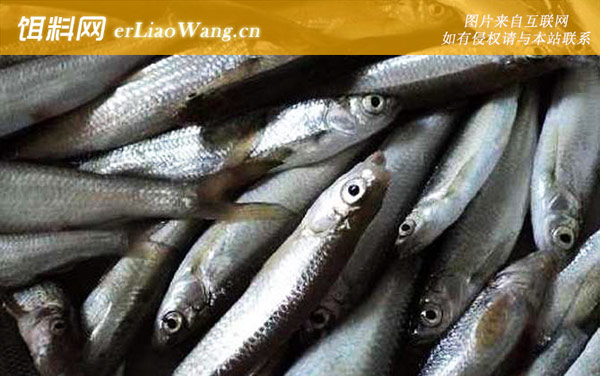 ?鲦鱼:分布范围