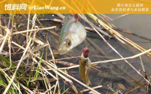 ?鲦鱼:生活习性