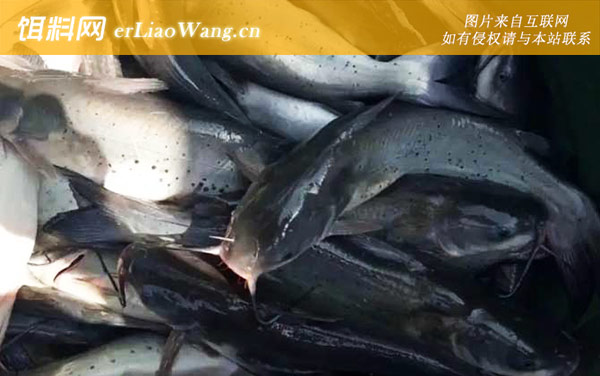 叉尾鱼:分布范围