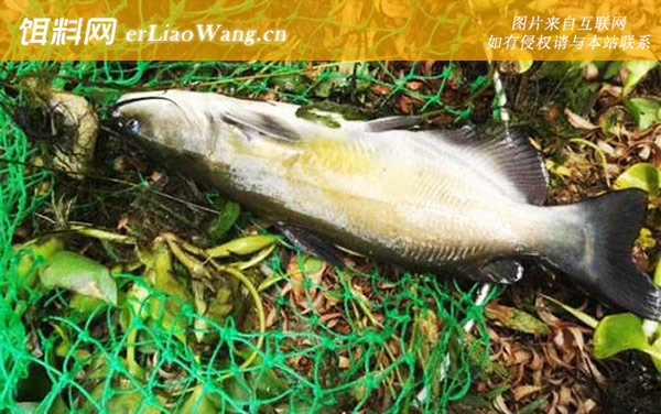 叉尾鱼:生活习性